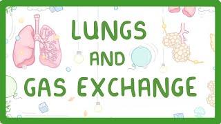 GCSE Biology - Gas Exchange and Lungs  #26