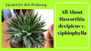 How to Care for Haworthia decipiens v. xiphiophylla