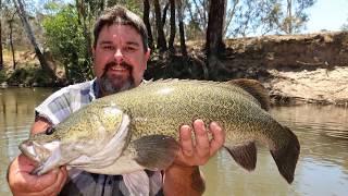 Midday Murray cod mayhem catching big Murray cod in small water