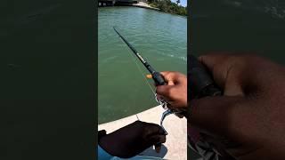 Mangrove Snapper Fishing With This SIMPLE Bait! 