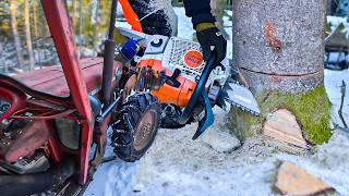 MF165 4WD Skidder Does REAL Forestry Work - Felling Trees & Skiddig Logs