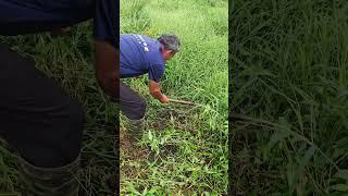 The process of harvesting grass in the pasture with a sickle