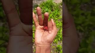 the largest shiny beetle I have ever foundofits kind#insects #nature#beautifulinsects#p1071