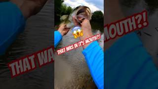 Creepy Crawly in the Bass Mouth #fishing #bassfishing #shorts