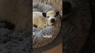 How Mini Cows Are Changing Pet Trends 
