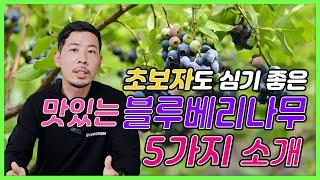 초보자도  심기 좋은 맛있는 블루베리 나무 5가지 소개!