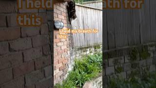 Experience This Cat's Epic Leap: Pure Joy in Under a Minute!