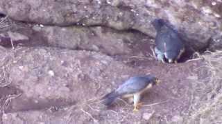 Hopewell Rocks Peregrine 2013 04 28