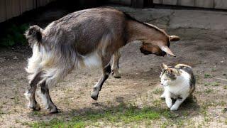 FUNNY WITH ANIMALS / Unpredictable cats /#15/ A selection of funny cats / Funny animals video