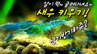 [4K]즐거운 물생활 블루벨벳 새우 알굴리기 영상. 새우 방란. 새우키우기