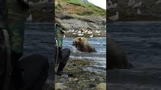 This Grizzly Bear Splashed Me While Fishing