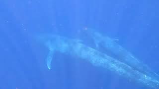 Underwater video footage of a pygmy blue whale mother and nursing calf