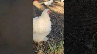 my funny frizzles as she listened to me... #chicken #shortstatus #youtubeshorts #chickenlovers