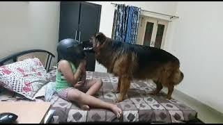 German Shapherd Funny video with his Owner |Doggies Awesome | GSDLOVER