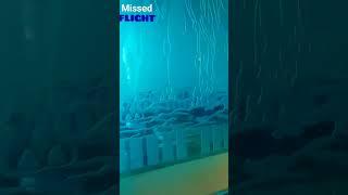 #flight #missed