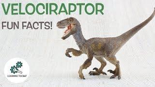 VELOCIRAPTOR FACTS! | Fun & Educational | Dinosaurs For Kids | Best Dinosaur Facts