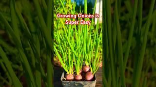 Growing Onions at Home is Super Easy! #garden #agriculture #nature