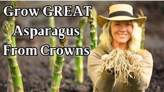 Growing GREAT Asparagus from Crowns for a Successful Harvest