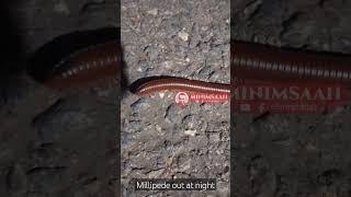 Millipede out at night.  #shorts #shortsvideo #youtube #youtubeshorts #nature #animals