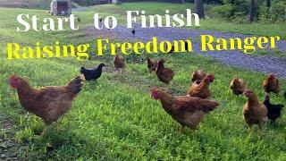 First Time Raising Freedom Ranger Chickens (Joel Salatin Inspired)