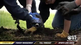 Elementary school students harvest Alaska potatoes for the homeless