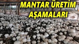 Mantar Üretimi Nasıl Yapılır? Mantar Üretim Aşamaları Nelerdir? Mantar Üretimin Püf Noktaları