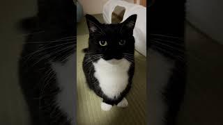 This is Uni :3 #shorts #cat #猫 #maxwell #uni #うに