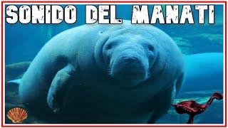 Sonido de Manati manatee sound