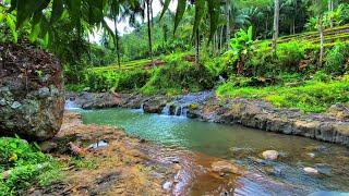 Forest stream sounds asmr sleep relaxing water sounds river nature sounds relaxing videos for sleep