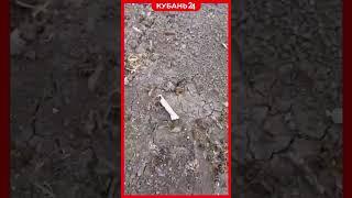 Падеж пчел заметили на Кубани