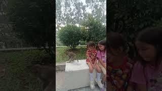The Encounters #monkey #travel #shorts