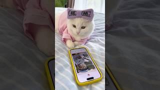 Dating for cats️‍🩹#catvideos