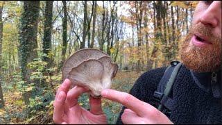 Débuter la cueillette de champignons sans risques