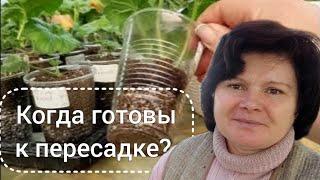 Состояние черенков пеларгоний во время укоренения.