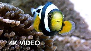 Amazing Clownfish Teamwork | 4K UHD | Blue Planet II | BBC Earth