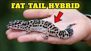Leopard gecko African fat tail hybrid Buying Cost, Diet, Care Sheet Guide for Beginners