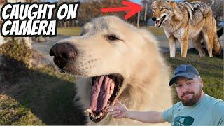 Predators Challenge Our Giant Livestock Guardian Dogs Caught On Camera