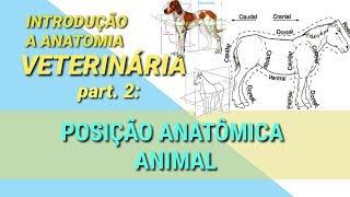 POSIÇÃO ANATÔMICA ANIMAL | Introd. à Anatomia Veterinária part.2