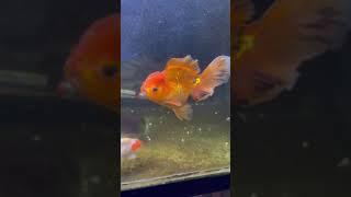 Goldfish color change