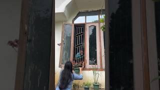 Moina Kolija / Assames song / short video / #shorts #tranding #assamese