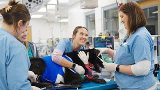 A Day in the Life of a Veterinary Nurse