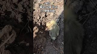 아기거위의 소박한 장례식, 죽음 앞에서...