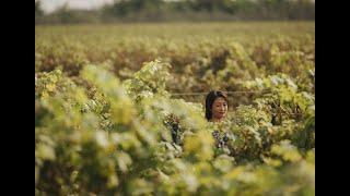 Journeys in Taste : Emma Gao ouvre les portes de son vignoble chinois à Lexus