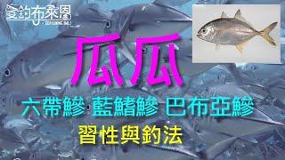 (20) 瓜瓜(六帶鰺|藍鰭鰺|巴布亞鰺)的習性與釣法【知魚不龜系列】