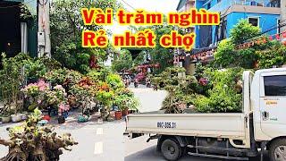 Lần đầu gặp ở Chợ bác này có lô cây chất đẹp, tham khảo giá sanh, si, bông trang, duối, cần thăng