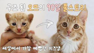 아기 고양이 오뜨의 90일 냥줍일기 그리고 입양까지ㅣ풀스토리