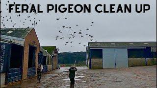 Feral Pigeon Clean Up Farm Yard Shooting & Bolting Rabbits