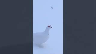 Rock Ptarmigan sounds a little like a #StarWars imperial surveillance probe. #bird #sound #droid 