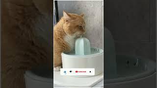 Funny cat status video #Shorts