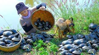 Full video: Harvesting Freshwater Clams To Sale At The Market | Lý Tiểu Liên